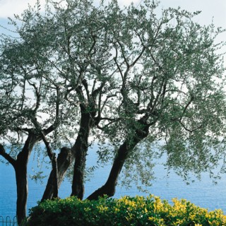 Monaco, Jardins Saint-Martin