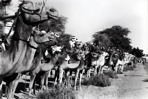 Tombouctou, les Touaregs alignés pour la visite officielle de Valéry Giscard d'Estaing (1977)