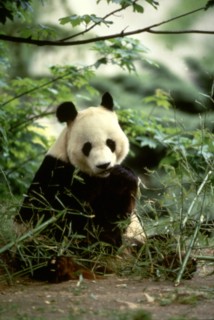 Panda en Asie du Sud-Est