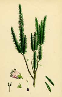 Erica vagans; Cornish Heath