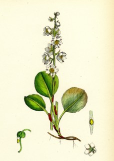 Pyrola rotundifolia, var. genuina; Round-leaved Winter-green, var. a.