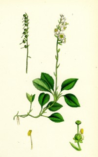 Pyrola secunda; Serrated Winter-green