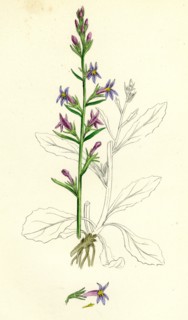 Lobelia urens; Acrid Lobelia