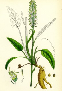 Phyteuma spicatum; Spiked Rampion