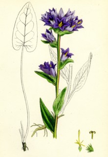 Campanula glomerata; Clustered Bell-flower