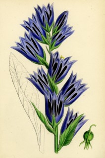 Campanula latifolia; Giant Bell-flower