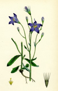 Campanula patula; Spreading Bell-flower