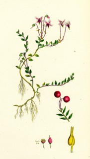 Vaccinium Oxycoccos; Marsh Cranberry