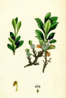 Arctostaphylos alpina; Alpine Bearberry