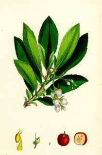 Arbutus Unedo; Strawberry-tree