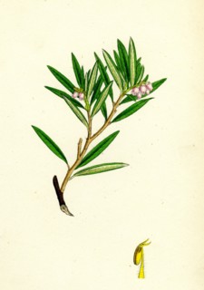 Andromeda polifolia; Marsh Andromeda