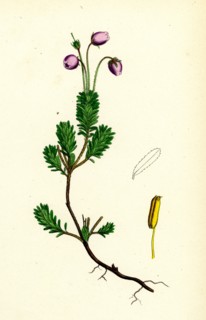 Menziesia caerulea; Yew-leaved Menziesia