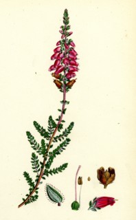Erica ciliaris; Fringed-leaved Heath