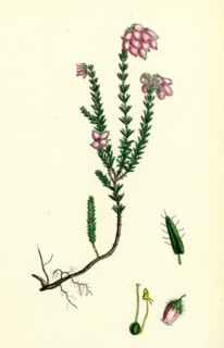 Erica eu-Tetralix; Cross-leaved Heath