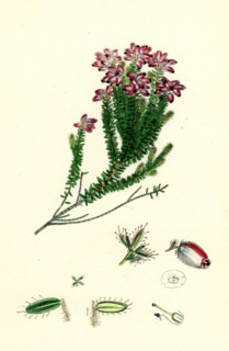 Erica Mackaiana; Mackay's Heath