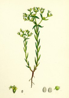 Euphorbia exigua; Dwarf Spurge