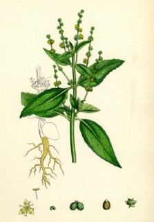 Mercurialis annua, var. genuina; Annual Dog's-Mercury, var. a.