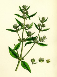 Mercurialis annua, var. ambigua; Annual Dog's-Mercury, var. B.
