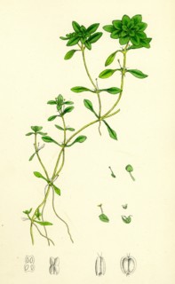Callitriche eu-verna; Vernal Water Starwort
