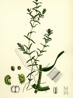 Callitriche autumnalis; Autumnal Water Starwort