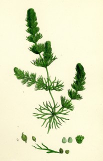 Ceratophyllum submersum; Unarmed Hornwort