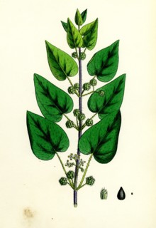 Urtica pilulifera, var. Dodartii; Roman Nettle, var. B.