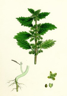 Urtica urens; Small Nettle