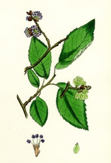 Ulmus suberosa, var. glabra; Common Elm, var. y.
