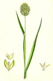 Phalaris canariensis; Canary-grass