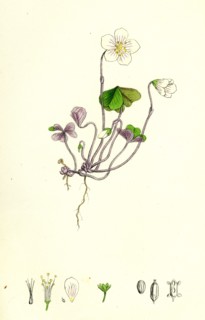 Oxalis Acetosella; Wood Sorrel