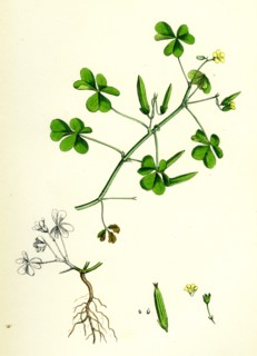 Oxalis corniculata; Procumbent Yellow Sorrel