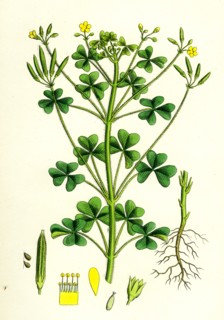Oxalis stricta; Upright Yellow Sorrel