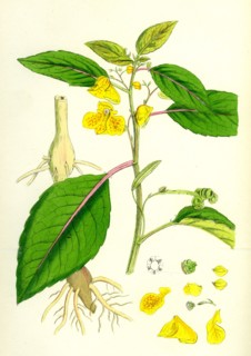 Impatiens fulva; Orange Balsam