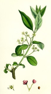 Euonynius Europeus; Spindle Tree
