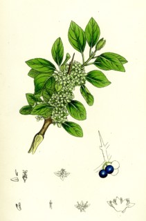 Rhamnus catharticus; Purging Buckthorn