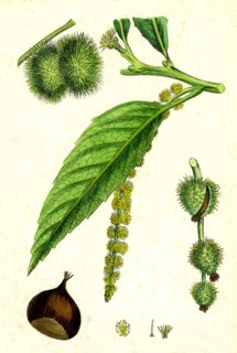 Castanea vulgaris; Sweet Chestnut