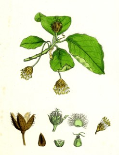 Fagus sylvatica; Common Beech