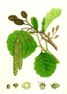 Alnus glutinosa; Common Alder
