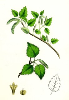 Betula glutinosa; Common Birch