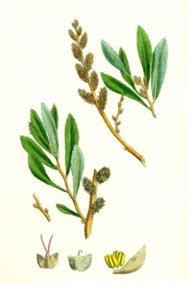 Myrica Gale; Bog-Myrtle