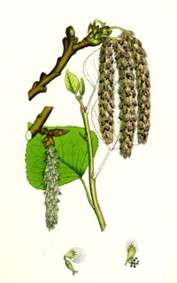 Populus nigra; Black Poplar