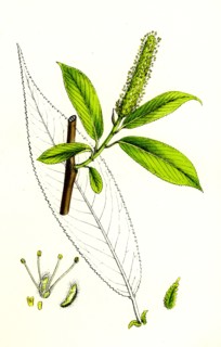 Salix cuspidata, mas.; Pointed-leaved Willow, male