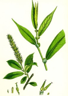 Salix cuspidata, foemina; Pointed-leaved Willow, female