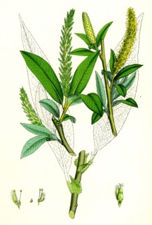 Salix fragilis, var. genuina; Crack Willow