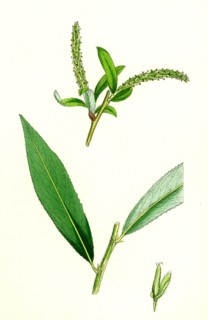 Salix alba, var. coerulea; Blue Willow