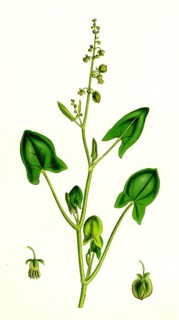 Rumex scutatus; French Sorrel