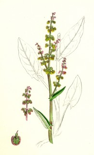 Rumex Acetosa; Common Sorrel