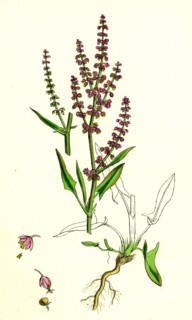 Rumex Acetosella; Sheep's Sorrel