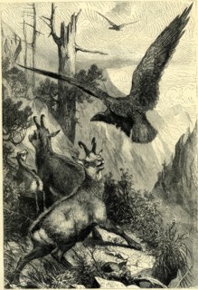 WILD LIVE IN THE ALPS, Switzerland