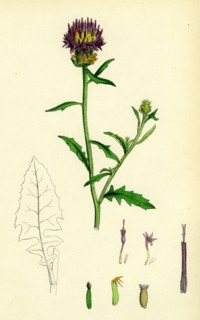 Centaurea aspera; Rough Star-thistle